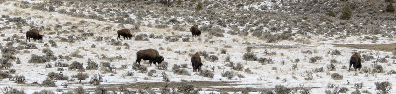 Herd of Buffaloes 