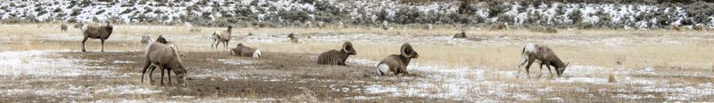 Herd of Big Horn Sheep
