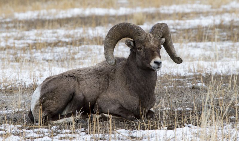Resting Ram 