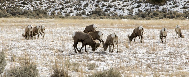 Another Herd of Big Horn Sheep 