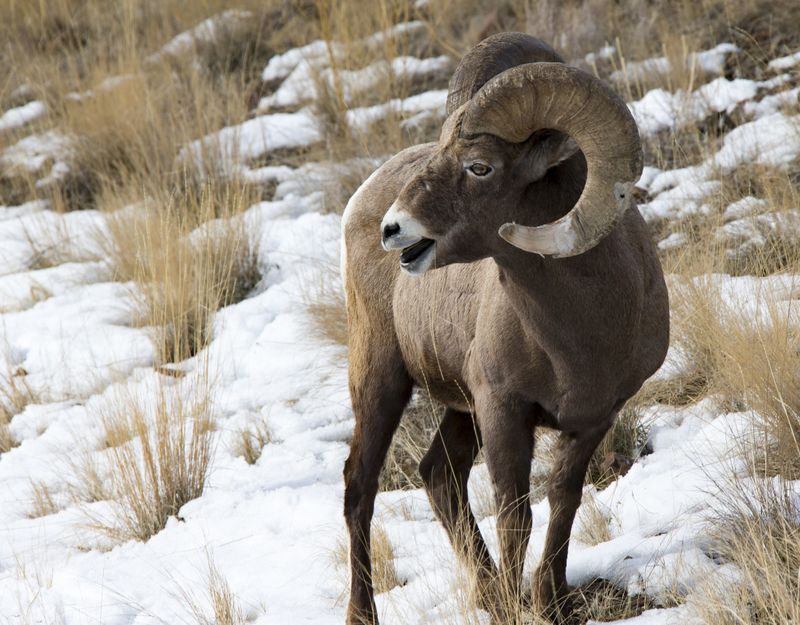 Big Horn Ram 