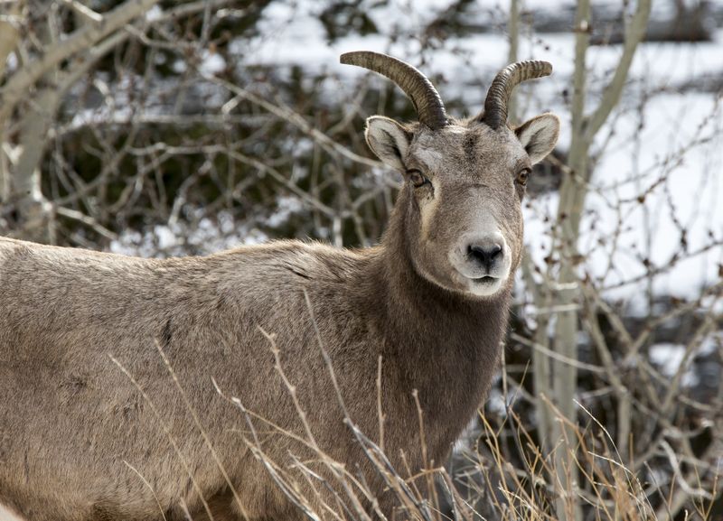 Female Big Horn 