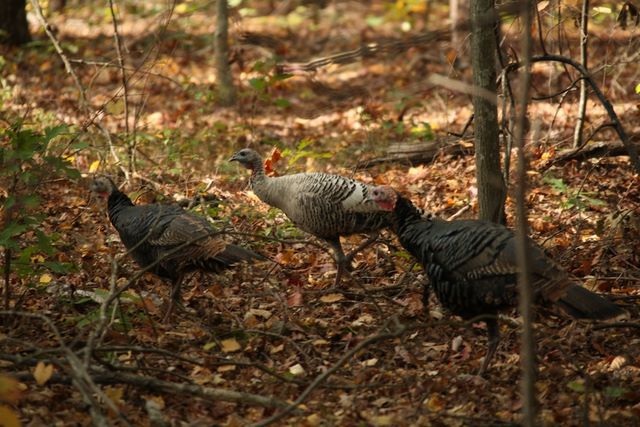 Wild Turkeys