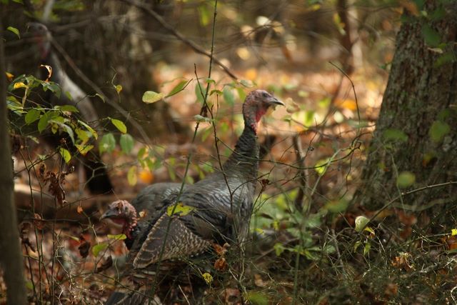 Wild Turkey