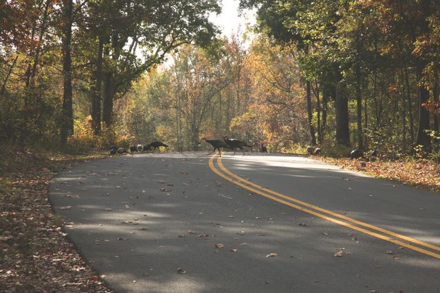 Loop Road