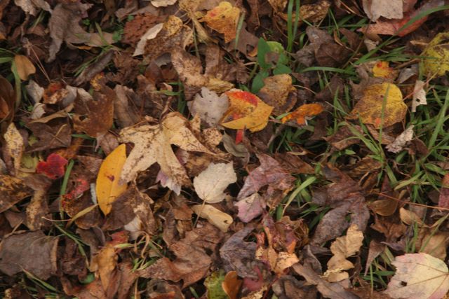 Leaves Pattern 