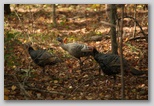 Wild Turkeys