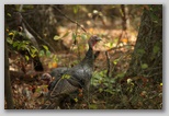Wild Turkey