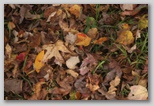 Leaves Pattern 