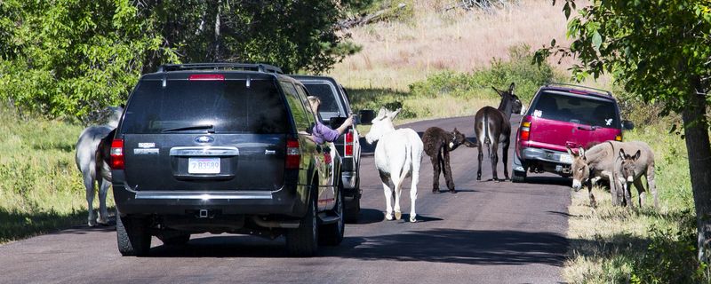 Friendly Burros 