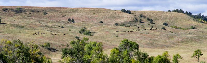 Bison Herd 