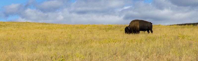Lone Bison 