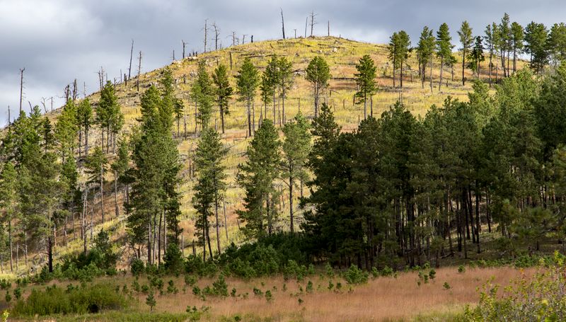 Pollution damage to the forest 