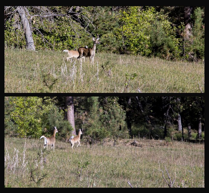 Mule Deer 