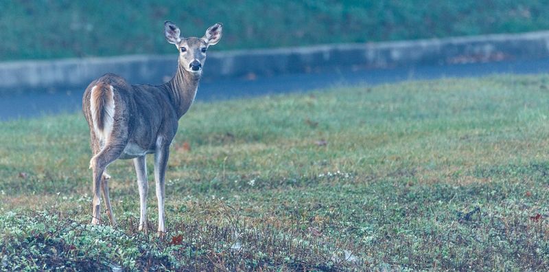 While Tail Deer 