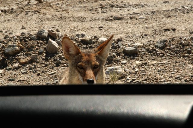 Lonely coyote 