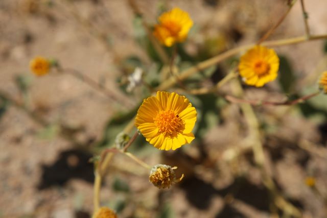 Panamint daises 
