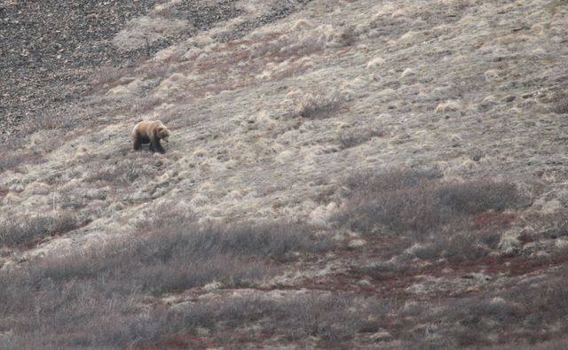 Brown Bear (Grizzly)