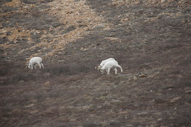 More Dall Sheep 