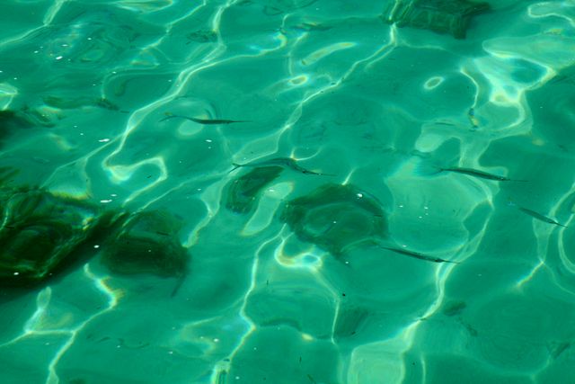 Dry Tortugas - Fish and coral - something to see both above water and below 