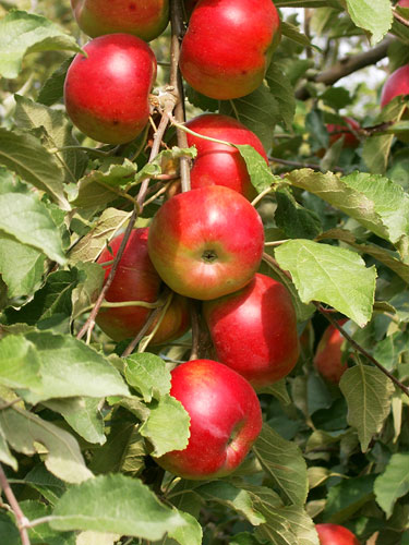 Apple Tree