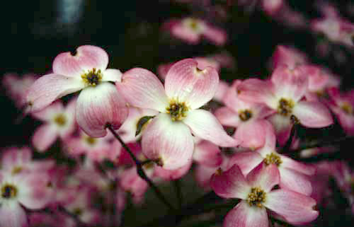 Red Dogwood 