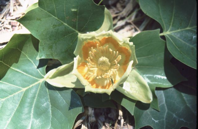 Yellow Poplar Bloom 