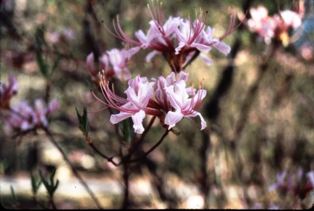 Wild Azalea