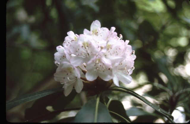 Rhododendron Bloom