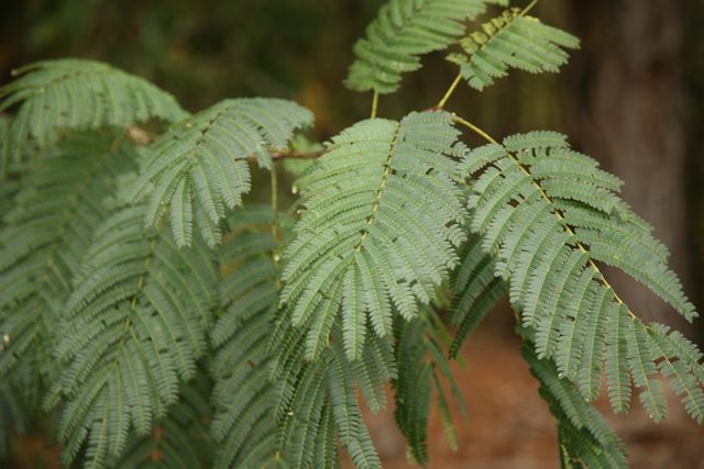 Fern 