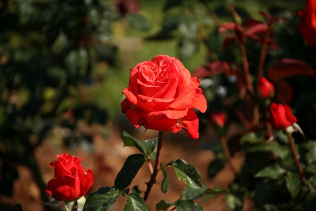 Red Rose 