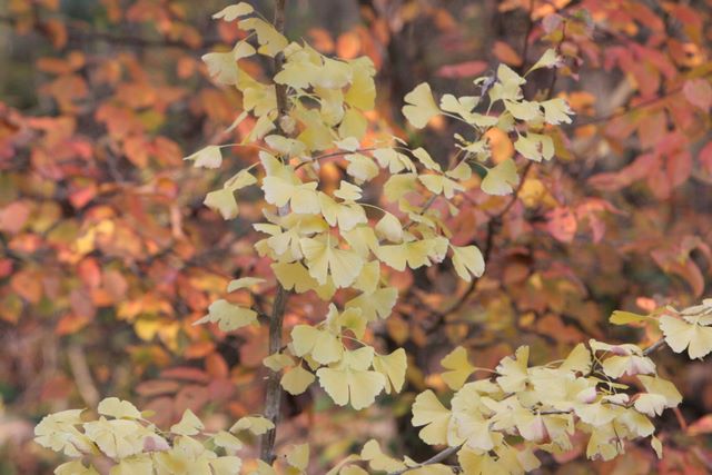 Ginkgo Tree 