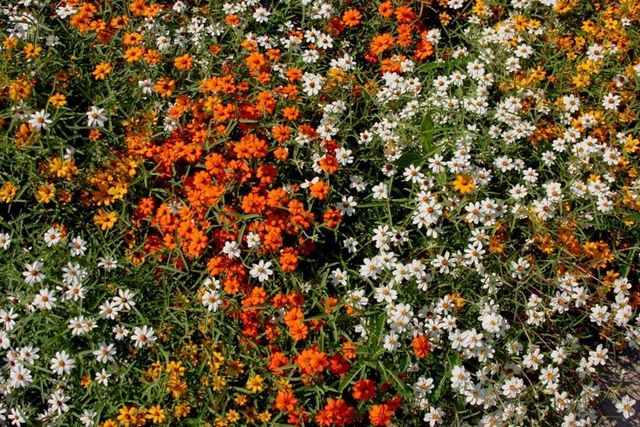 Flowers at the Madren Center - Clemson, SC