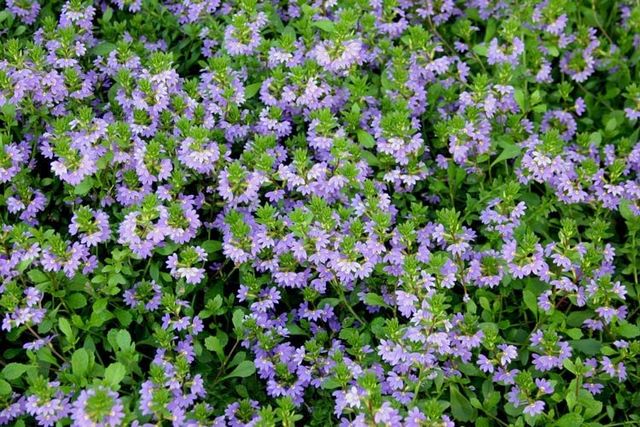 Flowers at the Madren Center - Clemson, SC