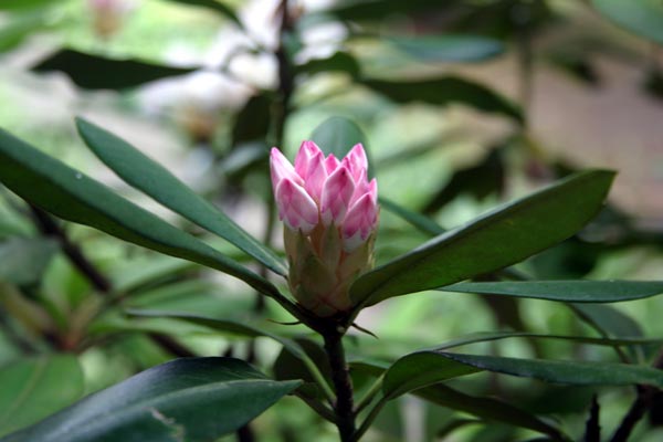 Rhododendron Bloom
