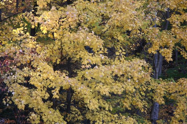 Maple Tree 
