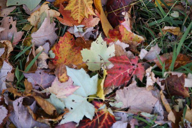 Leaves at Whitewater Falls - NC