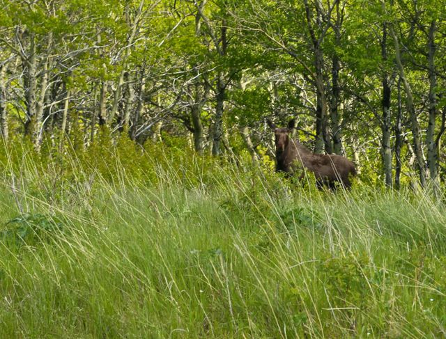 Glacier -- Female Moose 