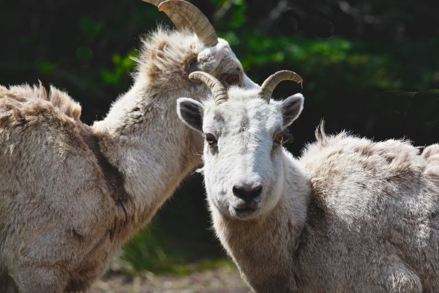 Mountain Goats