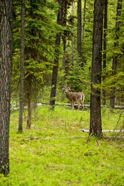 Glacier -- Mule Deer