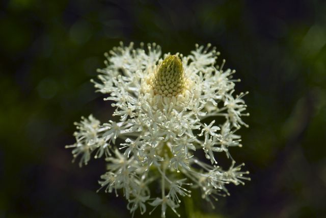 Glacier -- Bear Grass Flower 