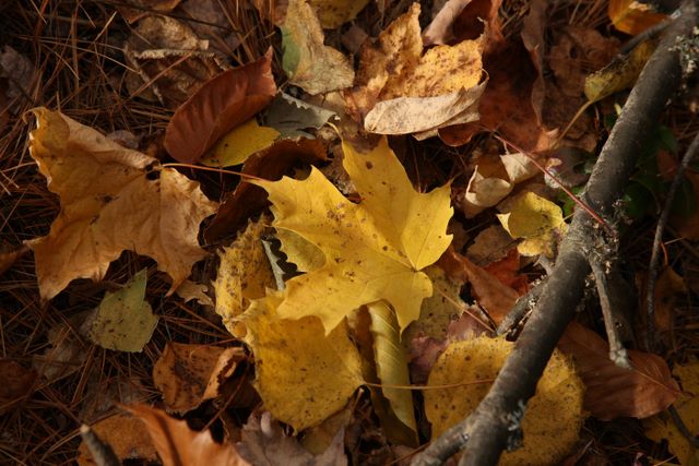 Leaves 