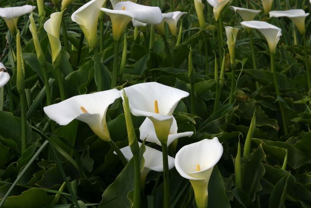 Flowers in Golden Gate State Park