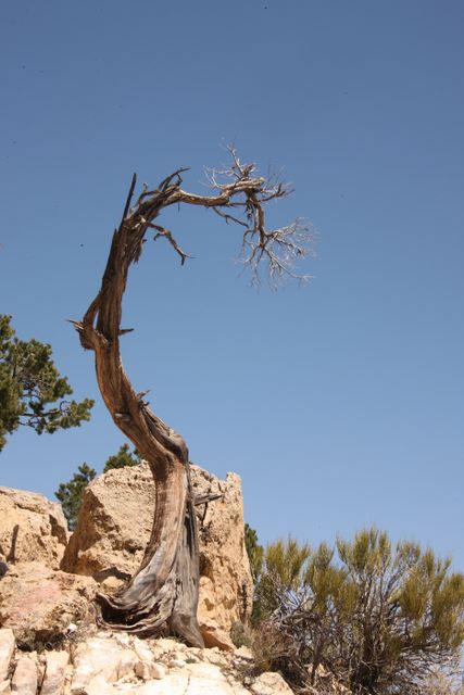 Interesting Tree 