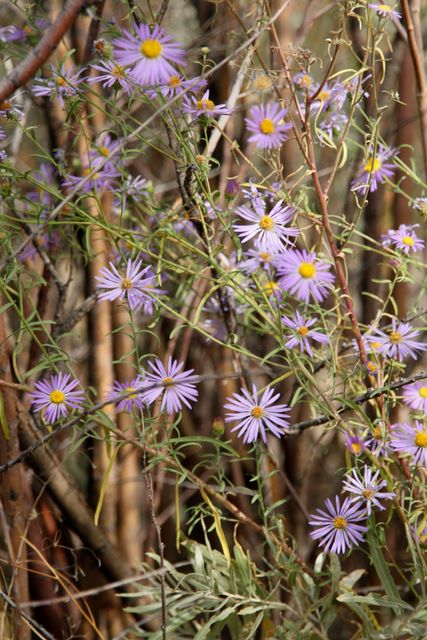 Aster Flowers