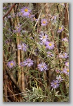 Aster Flowers