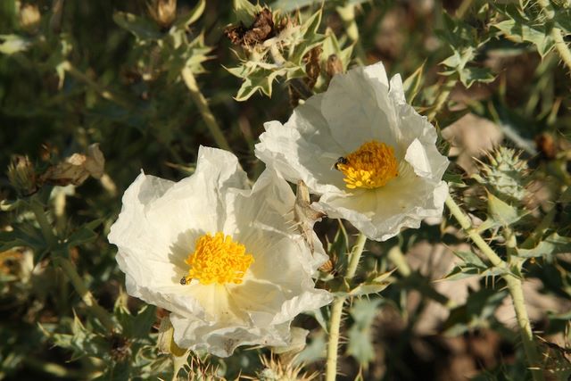 Cactus Wild Flower 