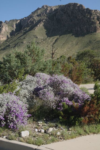 Guadalupe Mountains from Visitor's Center