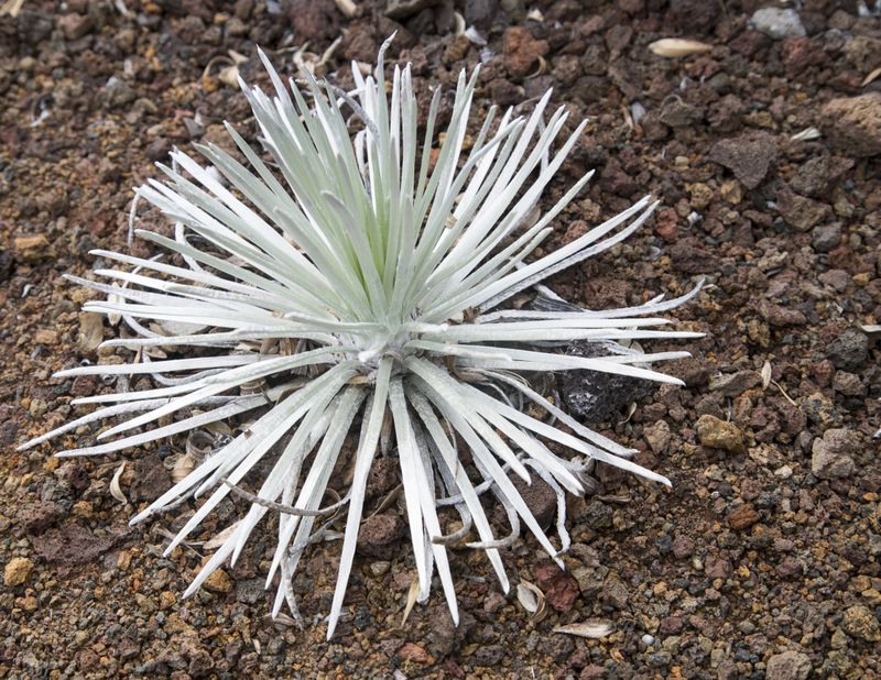 Haleakala Silversword 
