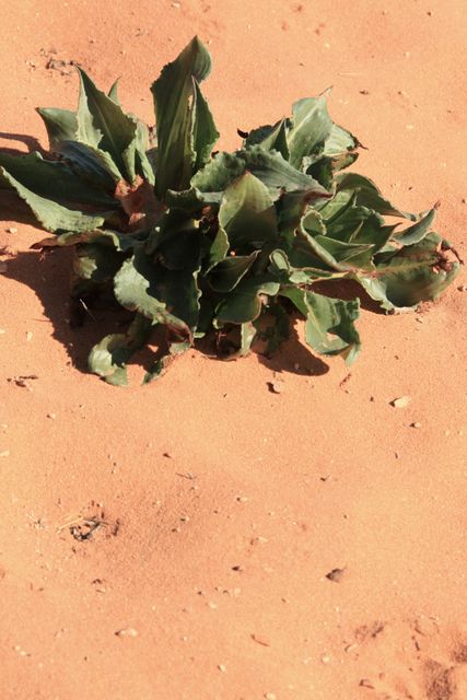 Horseshoe Bend -- Desert Plant 